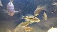 Malawis ,tangs and trops for sale