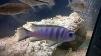 Malawis ,tangs and trops for sale