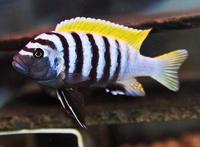 cichlids for sale