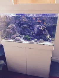 Red Sea Max 250 QUICK SALE