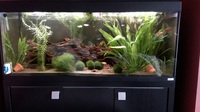 Fluval Roma 240 full set up for sale