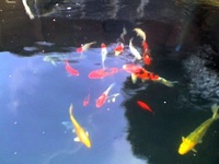 Koi pond closure