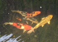 Koi pond closure