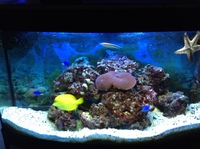 Complete marine set up with sump live rock,fish etc