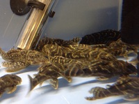 L129 Columbian Zebra Plecos WC 6-8cm £12 each or 2 for £20