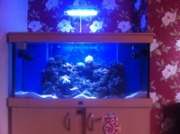 Marine fish tank full set up £700 Ono