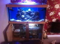 Marine fish tank full set up £700 Ono