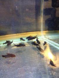 Platys, Plecs, Tetras, Swordtails, Bettas, Angels, Loach etc for sale