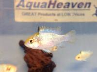 Platys, Plecs, Tetras, Swordtails, Bettas, Angels, Loach etc for sale