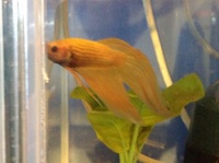 Platys, Plecs, Tetras, Swordtails, Bettas, Angels, Loach etc for sale