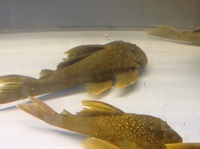 L200 Green phantoms currently in stock WC approx 5-6 inches in size £25 each