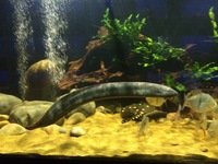 Fish livestock list updated 31/08/18 World of Water Crawley, West Sussex (APC delivery available)