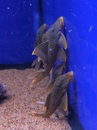 Fish livestock list updated 31/08/18 World of Water Crawley, West Sussex (APC delivery available)