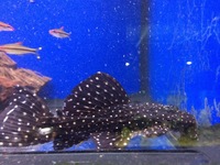 Fish livestock list updated 19/05/17 World of Water Crawley, West Sussex (APC delivery available)