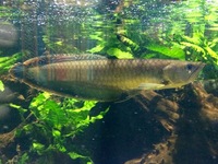 Fish livestock list updated 17/05/18 World of Water Crawley, West Sussex (APC delivery available)