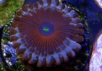 Zoa frag pack 2