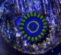 Zoa frag pack 2