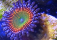 Zoa frag pack 2