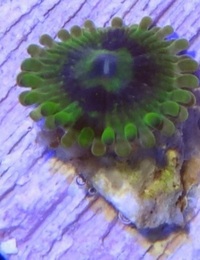 Zoa frag pack 2