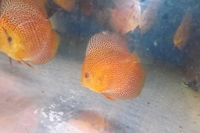 DISCUS FOR THE DISCERNING Facebook Group