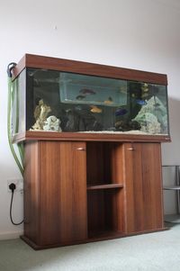 75G Malawi tank Full setup including fishes