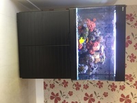 Reef inverts, marine fish, live rock, in RSM250 for sale