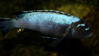 African cichlid pre order list