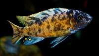 African cichlid pre order list