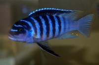 African cichlid pre order list