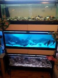 Three stack of 4ft tanks and contents
