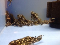 L201 Hypansistrus (Orinoco Angel) 6-8cm in size, wild caught