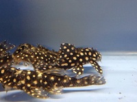 L201 Hypansistrus (Orinoco Angel) 6-8cm in size, wild caught