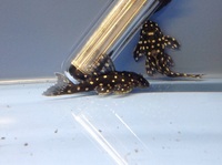 L201 Hypansistrus (Orinoco Angel) 6-8cm in size, wild caught