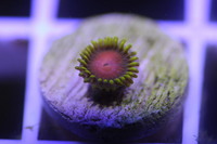 Ultra Rare Zoas & Palys