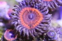 Ultra Rare Zoas & Palys