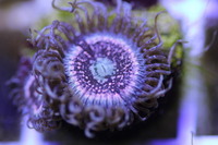 Ultra Rare Zoas & Palys