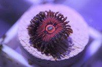 Ultra Rare Zoas & Palys