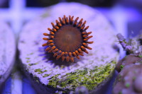 Ultra Rare Zoas & Palys