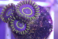 Ultra Rare Zoas & Palys