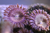 Ultra Rare Zoas & Palys