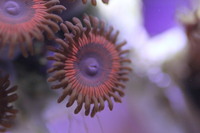 Ultra Rare Zoas & Palys