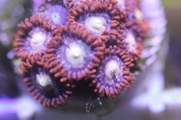 Ultra Rare Zoas & Palys