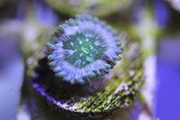 Ultra Rare Zoas & Palys
