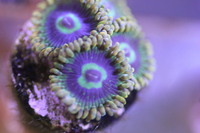 Ultra Rare Zoas & Palys