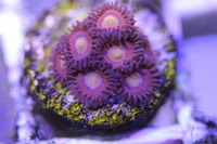 Ultra Rare Zoas & Palys