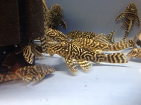 Sub Adult L340s wild caught