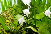 Washington aquatics stocklist