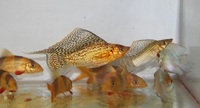 Washington aquatics stocklist