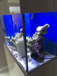 Marine tank 3ft x 18 x21 complete 800.00 Ono