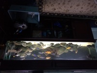 6ft Tank with Malawi Cichlids and extras - £375ono